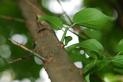 樹幹有刺的植物|認識常見有刺植物 －步道上的刺客